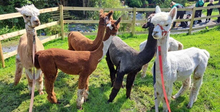 multiple alpacas in a field 